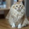 Tiny Lion