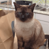 Kitchen Cat 2