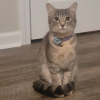 Grey Polite