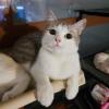 Perched Cat