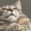 Cat 9