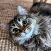 Fluff Cat 2