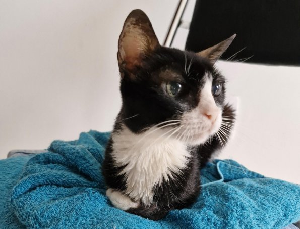 20yo Cat
