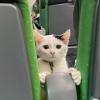Train Cat