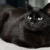Black Cat 4
