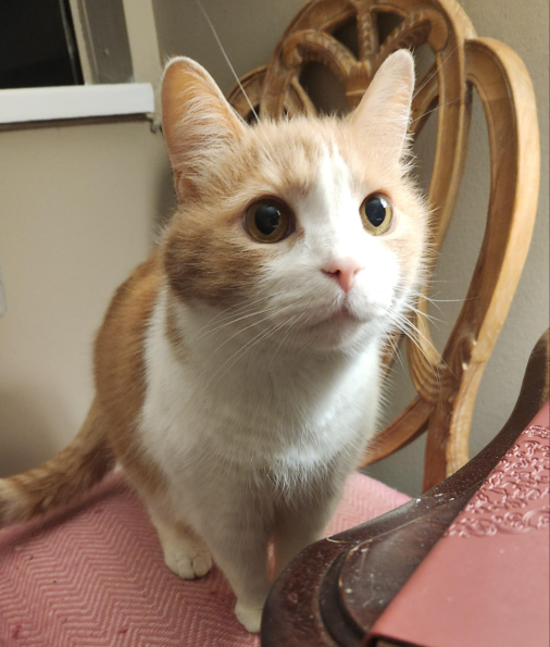 Cheese Thief