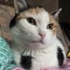 17yo Cat