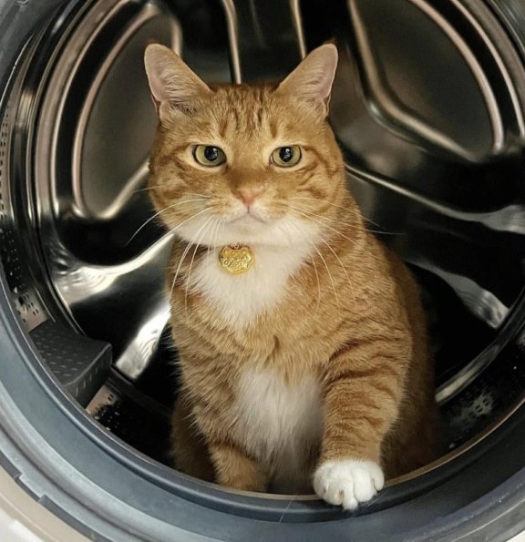 Laundry Washer Cat