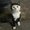 Bowl Cut Kitty