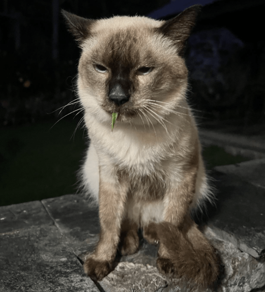 Grass Eating Cat