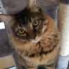 Tabby