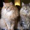 Brother and Sister