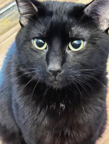Distinguished Cat