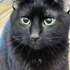 Distinguished Cat