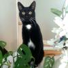 White Whiskers 2