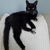 White Whiskers 1