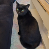 Angry Cat