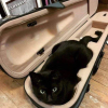 Violin Cat