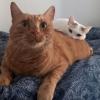 Stacked Cats