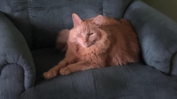 Chaise Lounge Cat