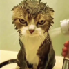 Bath Cat