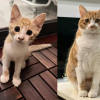 Chonk