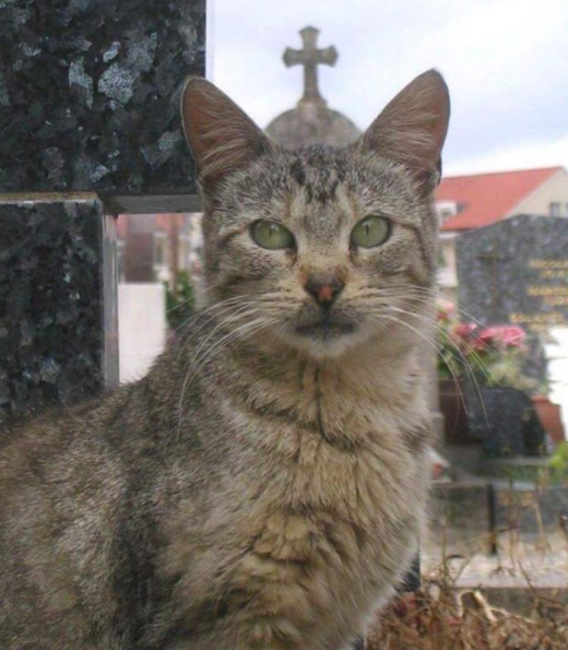 Pope Cat 2