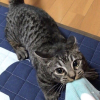 Pull Cat