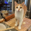Linus