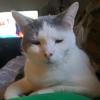 Kai Cat