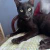 Adoptee Cat