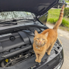 Mechanic Cat