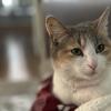 Mom Cat 2