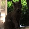Nighttime Cat