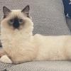 Cat Face 2