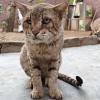Stray