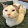 Happy Cat