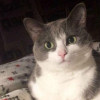 Ella Cat