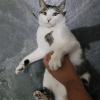 Not My Cat 3