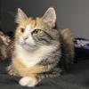 Amazing Cat 1