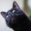 Black Cat