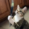 Kitchen Cat