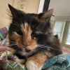 Meri