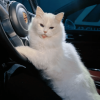 Porsche Cat