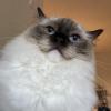 Cat Face 1