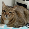 Loaf Cat