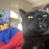 Cat Lips