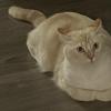 Lump Cat