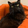 Familiar Cat