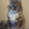Cat 20yo
